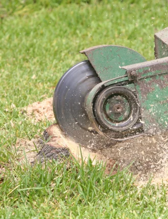 ongoing Stump Removal
